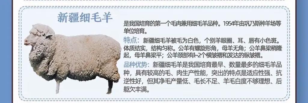 细羊是什么动物-细羊捉玄机猜一动物