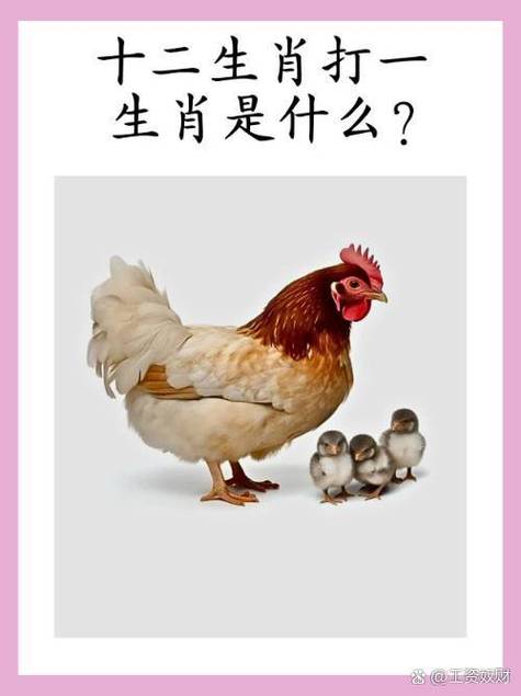 望打一生肖谜底-望指的是哪个生肖