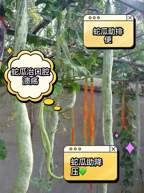 包含“瓜蛇”是什么生肖动物的词条