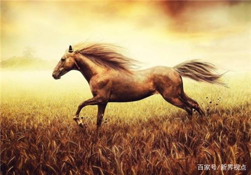 [生肖马2021年运势大全]生肖马2021年运势大全及运程