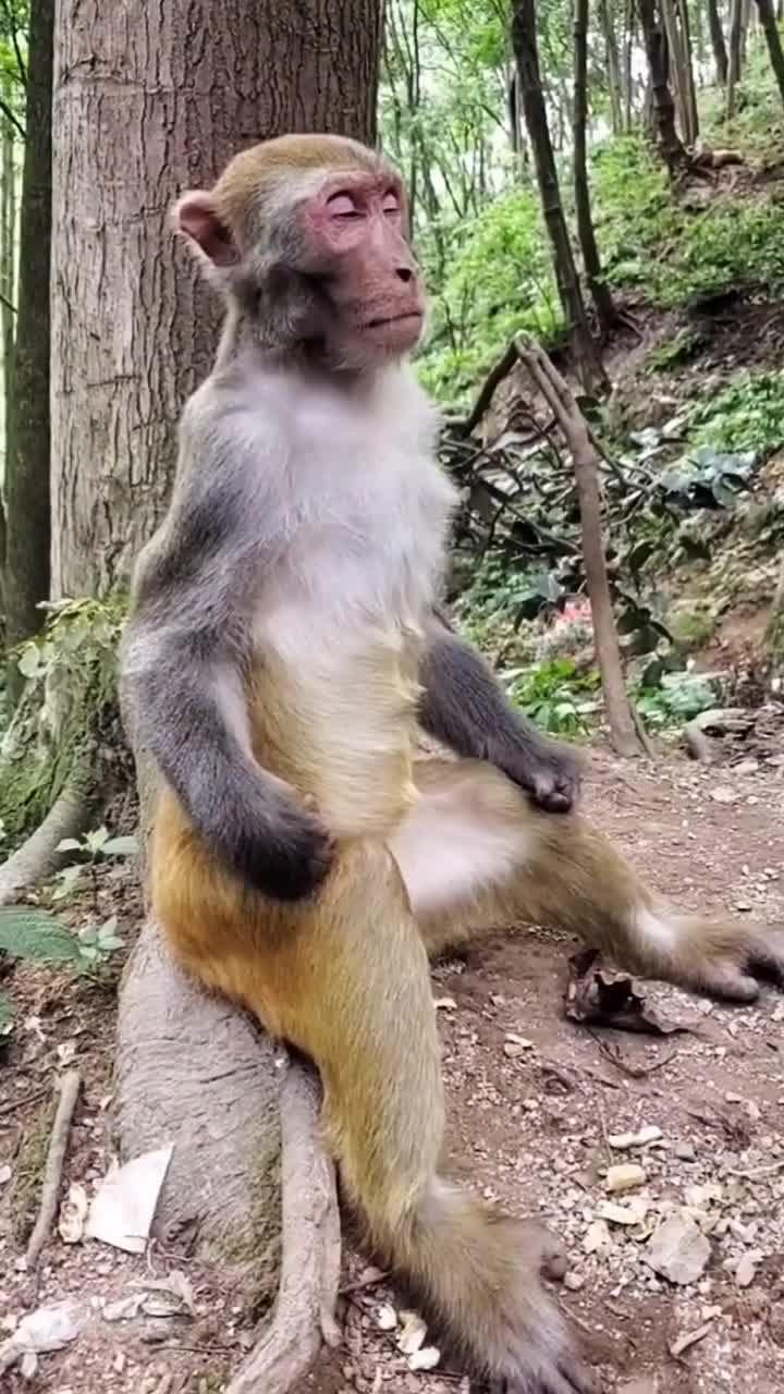[你看你长那个b样猴哥骂人]你看你长得那个b样好像上单