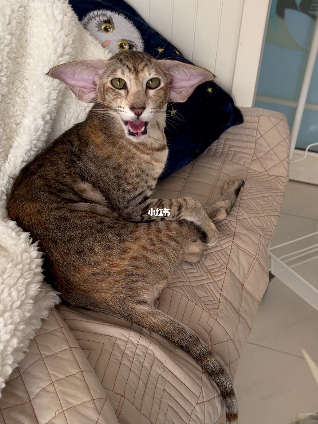猫咪社区官网址一-猫咪社区app线上