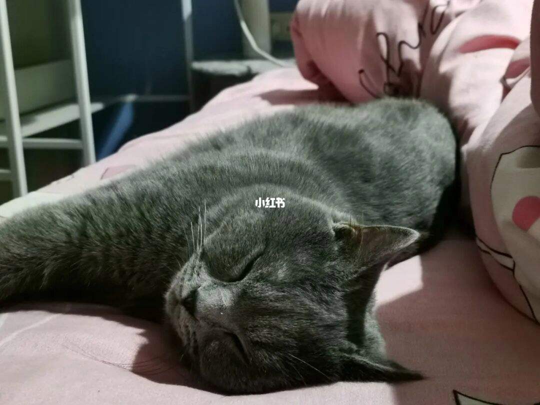 猫咪社区官网址一-猫咪社区app线上