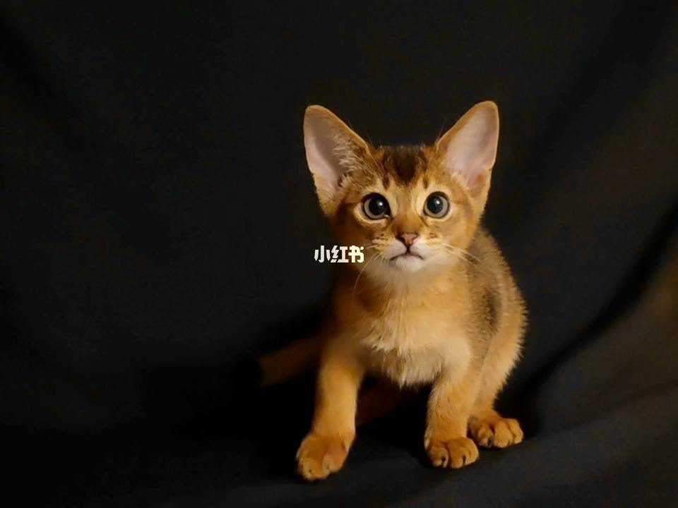 小猫发电报是什么意思-做梦梦见小猫是什么意思