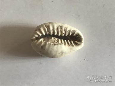 贝壳币-乌龟服贝壳币