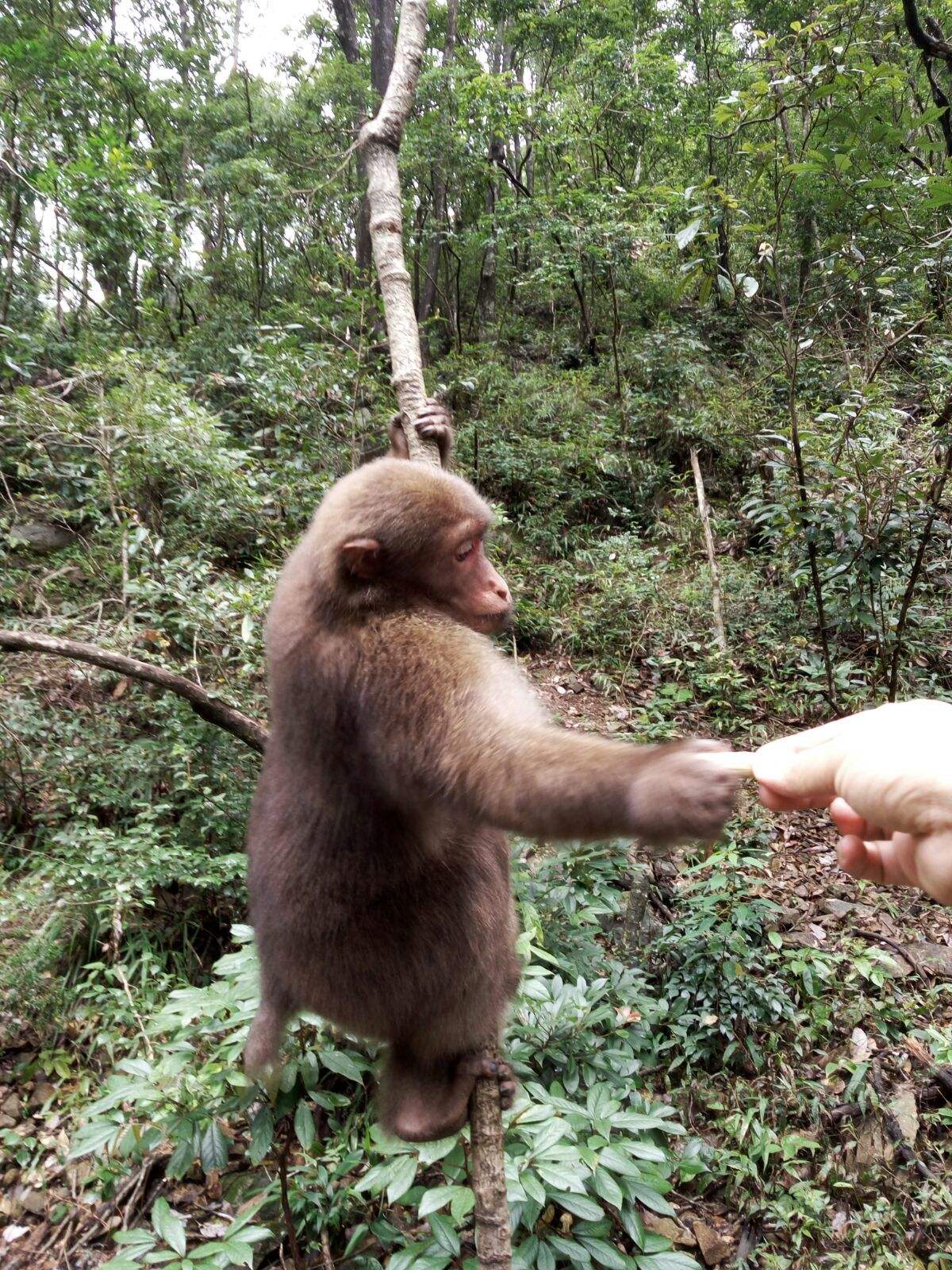 花果山电报猴视频-花果山电报侯原视频
