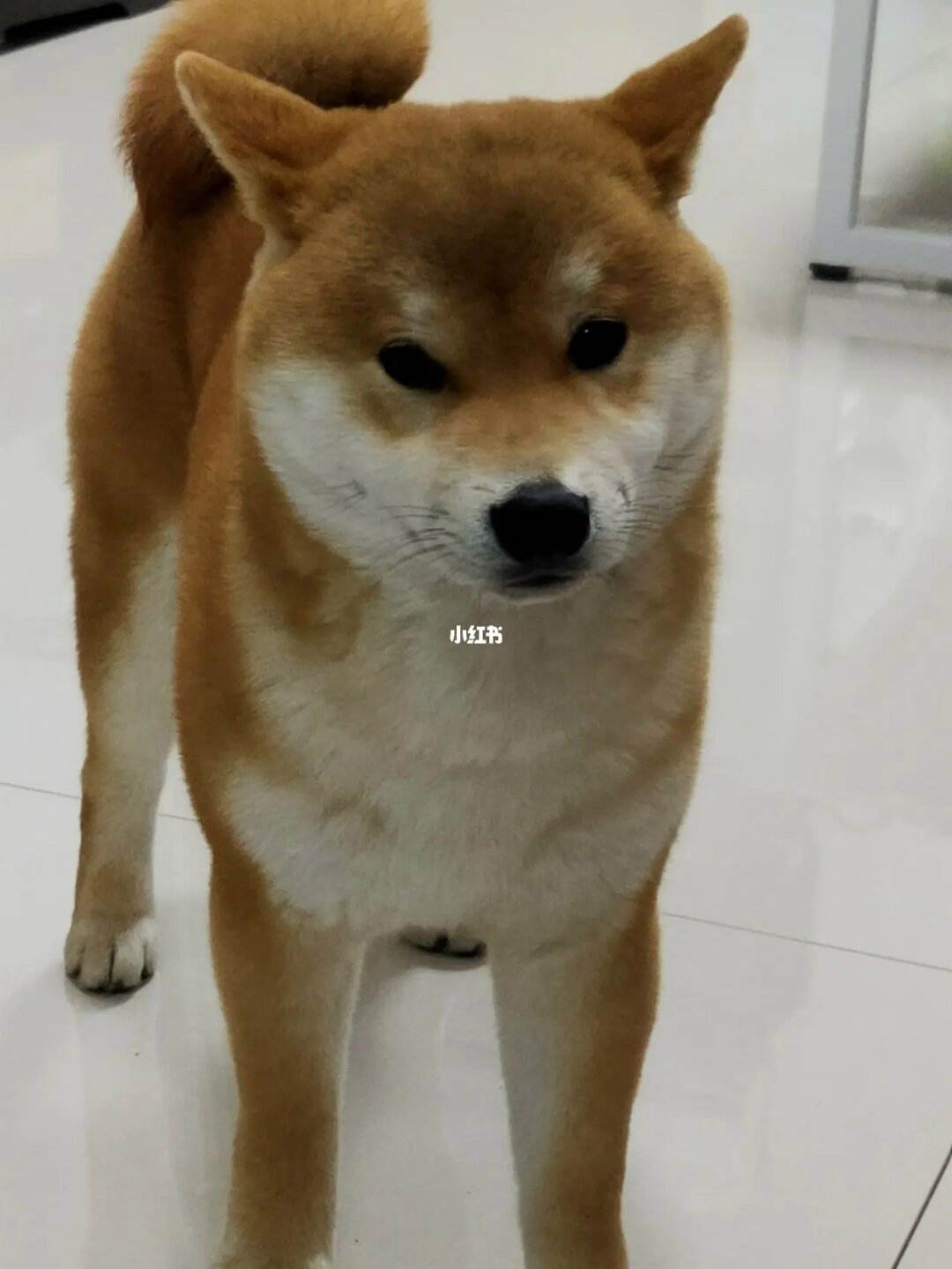 小狐狸现在改名叫什么-小狐狸现在改名叫什么名字