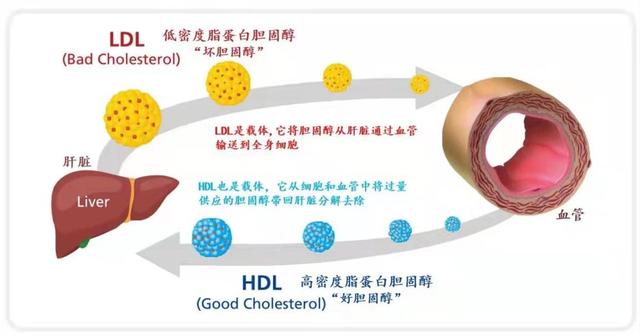 TG升高的临床意义-乳酸升高临床意义及处理