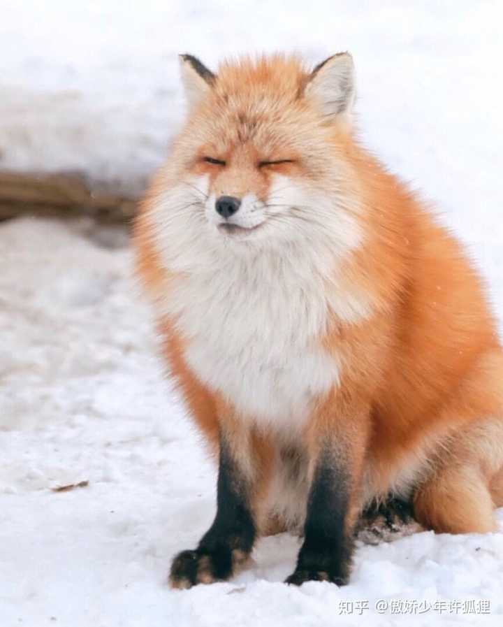 狐狸多
