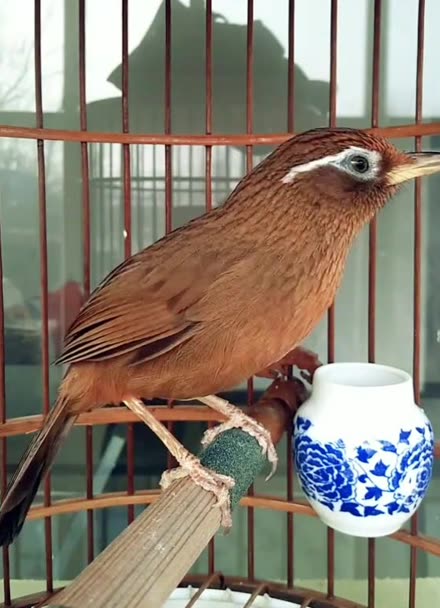 母画眉鸟发电报的声音