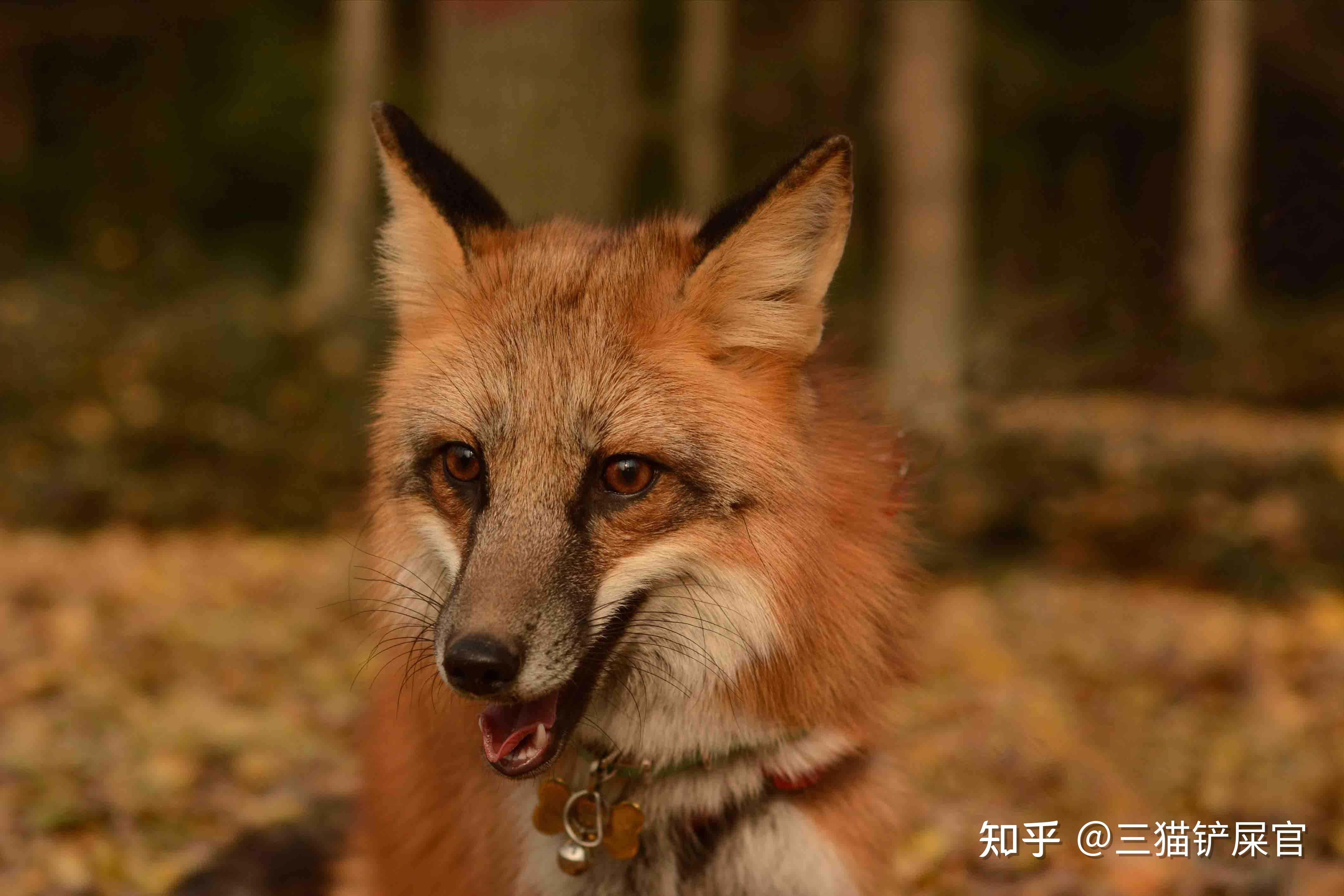 红狐小狐狸,红狐狸是什么意思