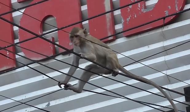 电报猴的录像,电报猴原声无消音
