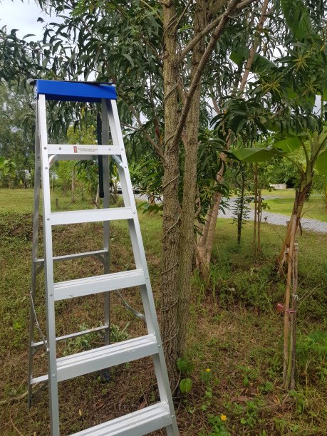 苹果免费好用的梯子,苹果免费的梯子软件有哪些