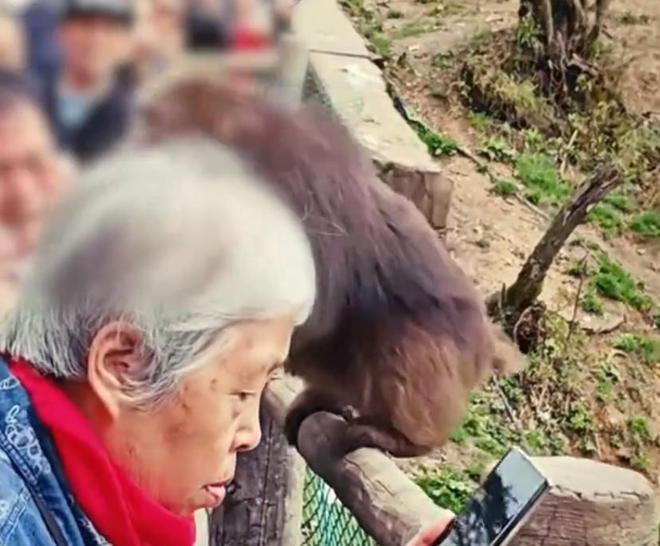 电报猴歌,电报猴骂人视频