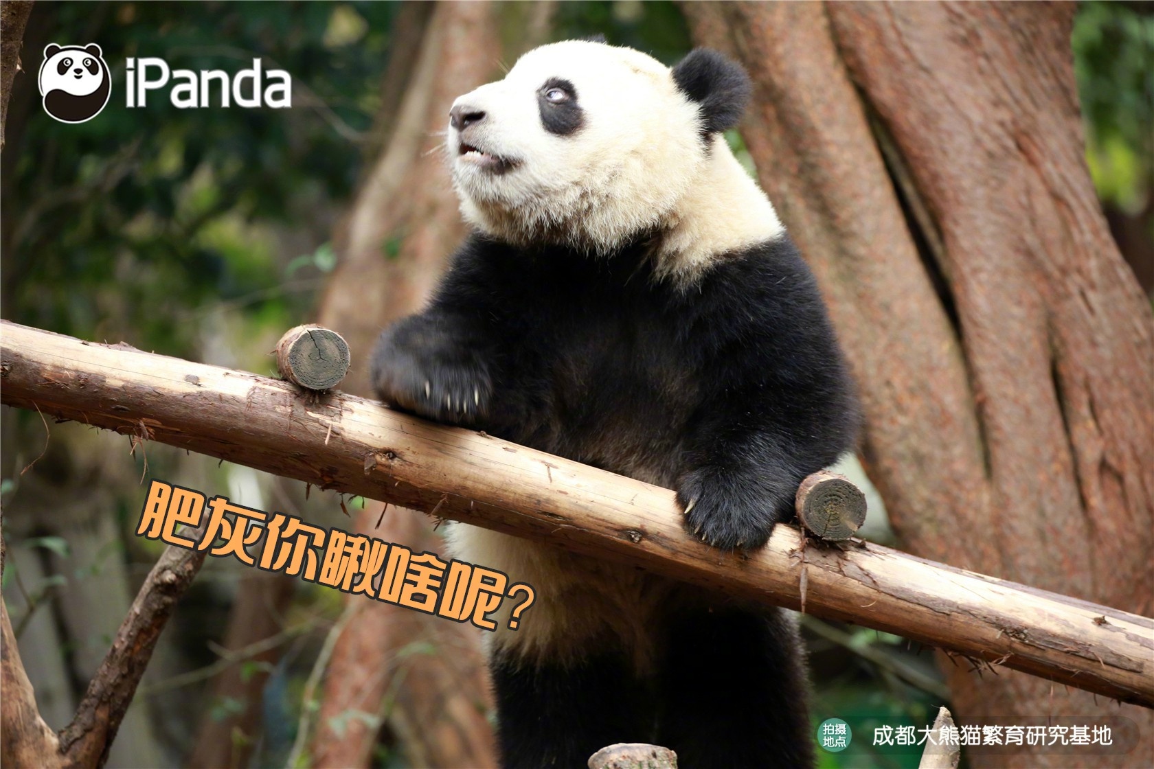 熊猫赌博案例-熊猫赌博的叫什么