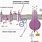 plastocyanin-plastocyanin antibody