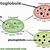 plastoglobuli-plastoglobulin