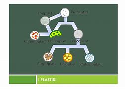 plastoglobuli-plastoglobulin