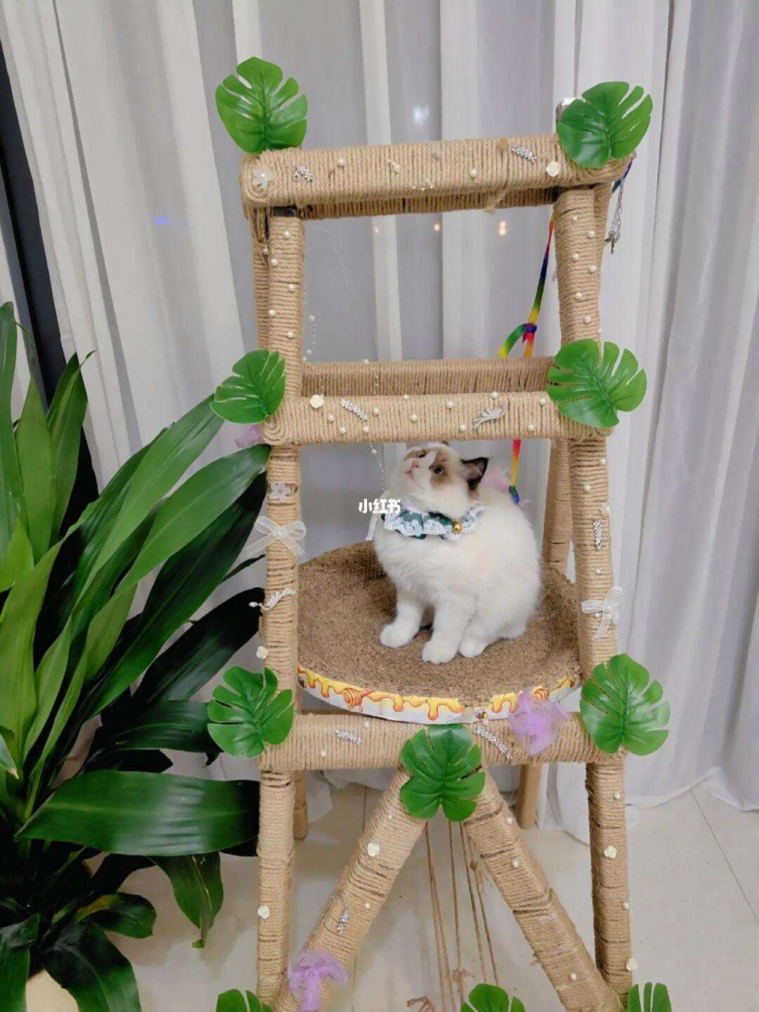 猫猫云官网梯子-猫猫云官网梯子优惠券