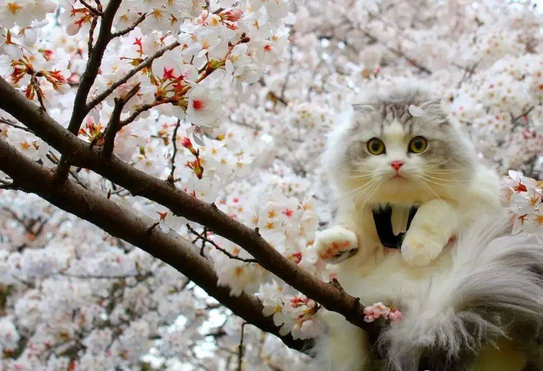 樱花猫梯子-樱花猫梯子怎么续费