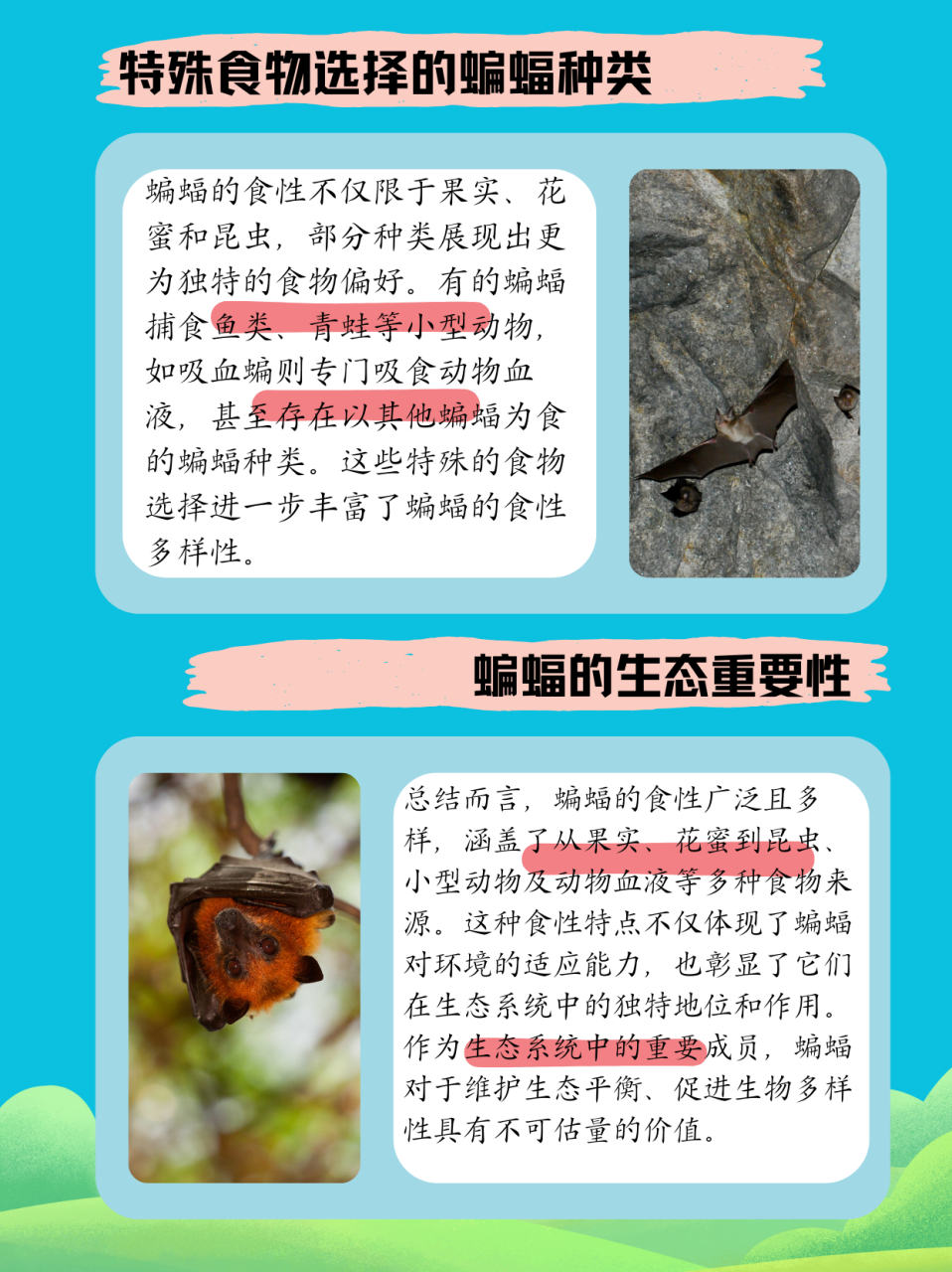 蝙蝠读音-蝙蝠读音怎么写