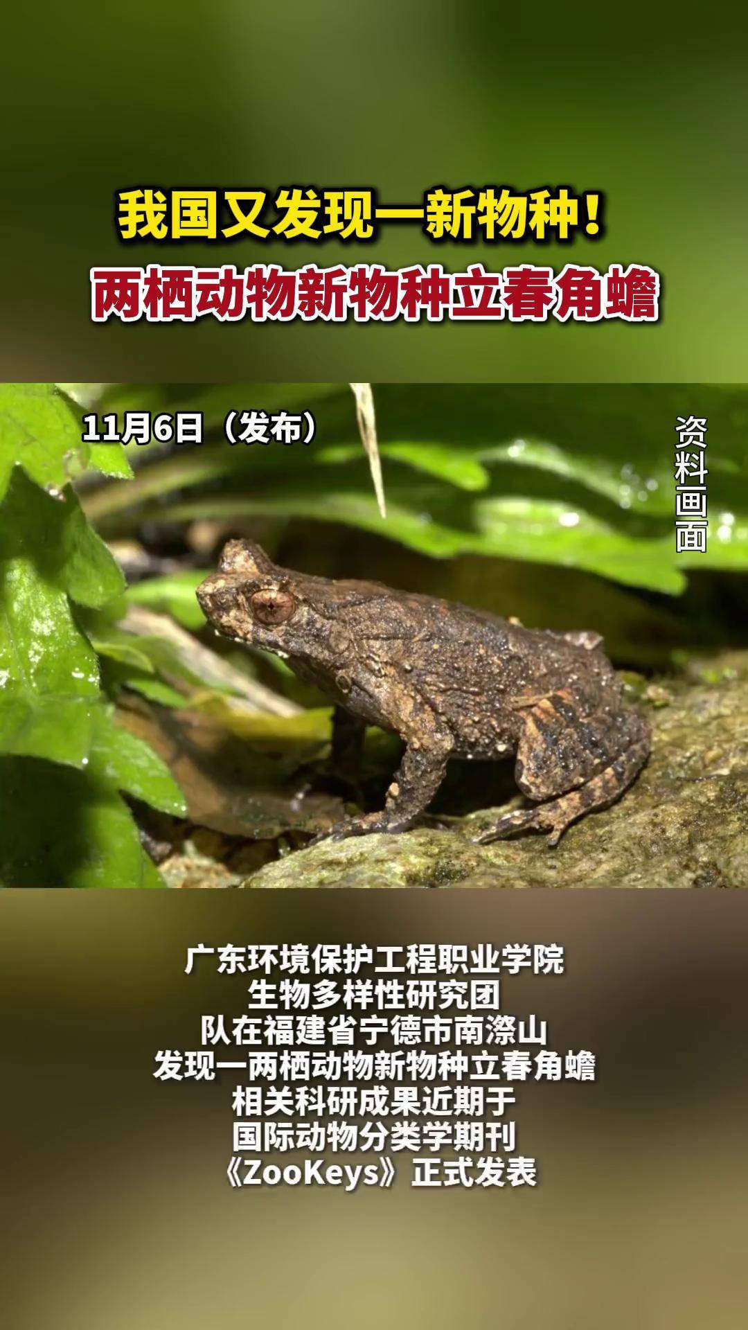 立春打一最准确动物-今晚必开一肖最准生肖
