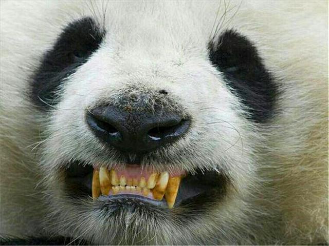 铁面无私指什么动物-铁面无私指什么动物生肖