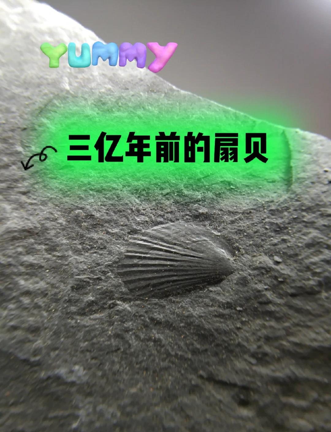 古人吃海鲜剩的壳堆成地层-古人吃海鲜剩的壳堆成地层一